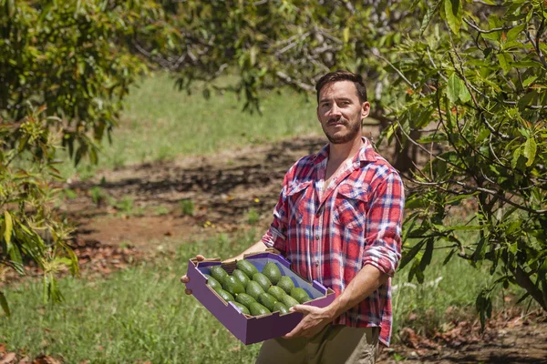 Farmer with avocados