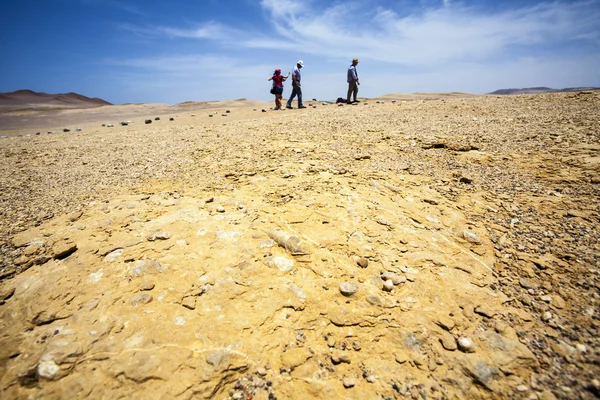 Fossils in the desert next to the ocean in National Park Paracas in Ica, Peru, South America