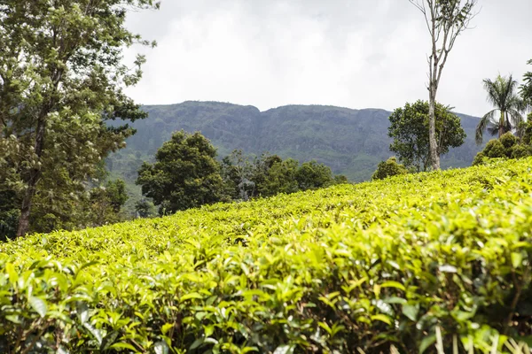 Tea plants, tea plantation in Nuwara Eliya - Hill Country in Central Sri Lanka