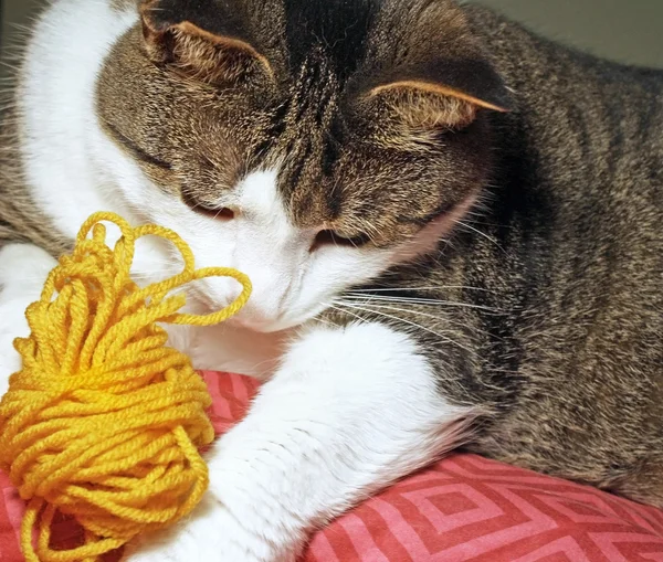 Cat playing with a ball of yarn