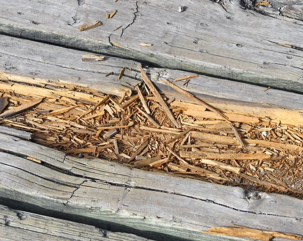 Rotting wood on boardwalk path in need of repair