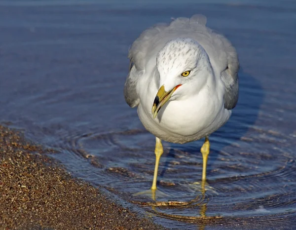 Seagull walking along shoreline in water looking for food.  Beak slightly open, head looking down