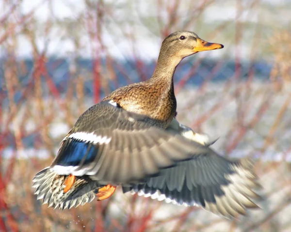 Mallard duck female taking off during hunting season