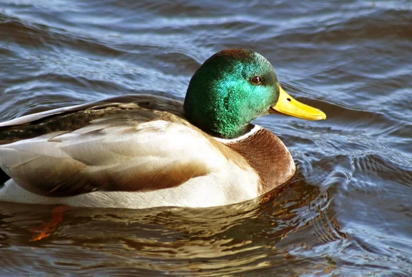 Mallard duck drake swimming alone on calm waters