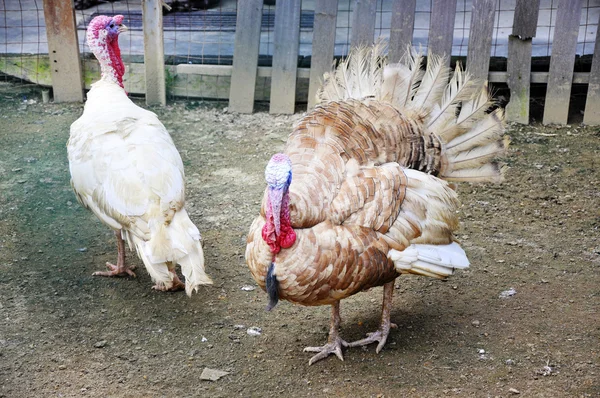 Turkey in a poultry farm.