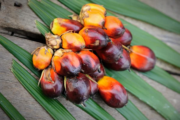 Palm Oil fruits