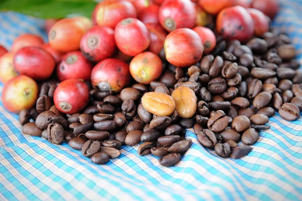 Fresh raw coffee beans