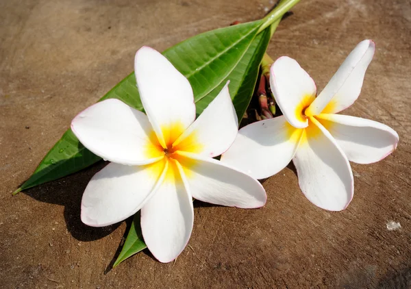 Branch of tropical flowers frangipani (plumeria)