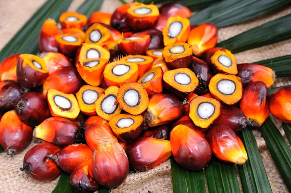 Palm Oil seeds