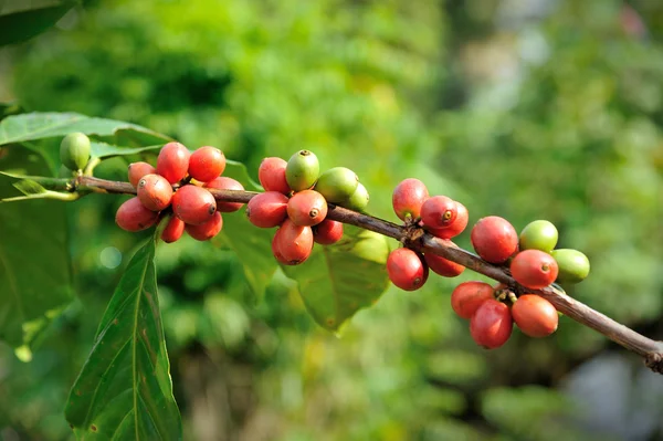 Coffee berries