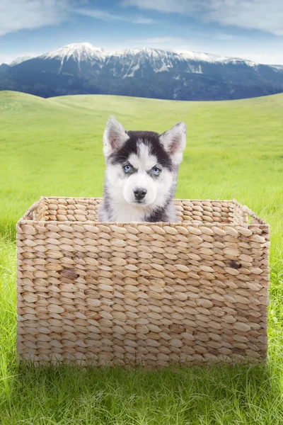 Husky dog sits inside the box at field