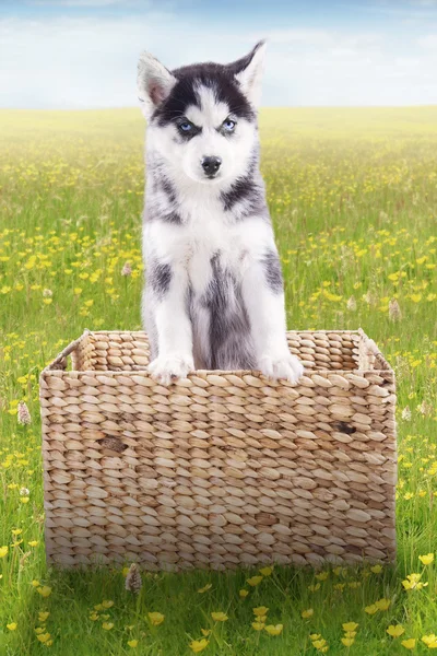 Husky dog inside wooden basket on meadow