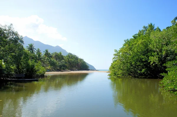 Mangroves on the shores of a tropical river . Philippines.