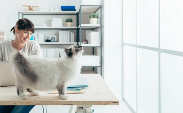 Female cat on a desk