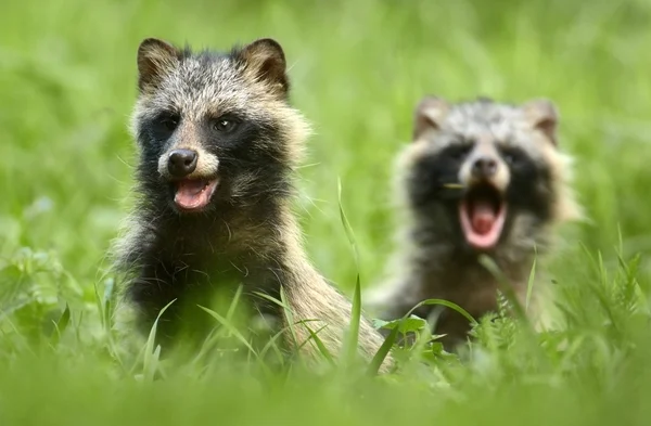Raccoon dogs standing in grass