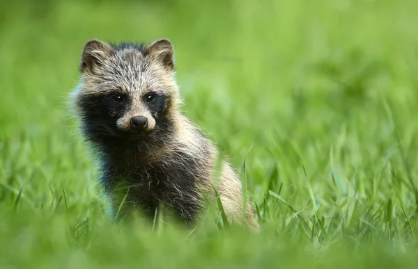 Raccoon dog standing in grass