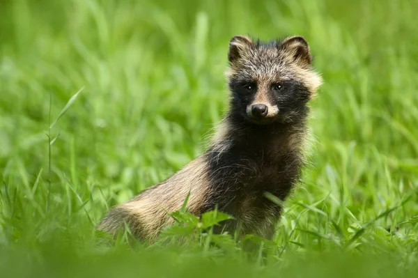 Raccoon dog standing in grass