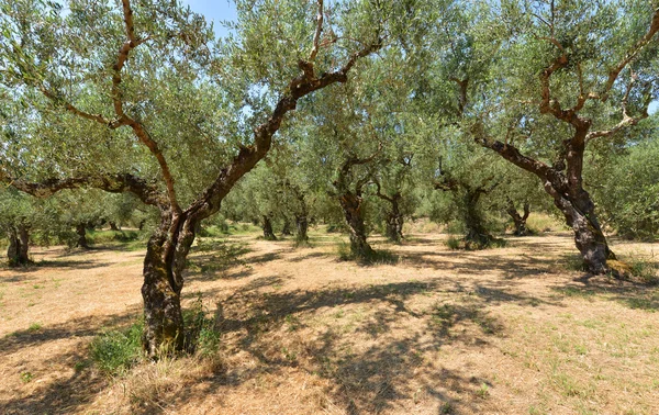 Mediterranean olive field