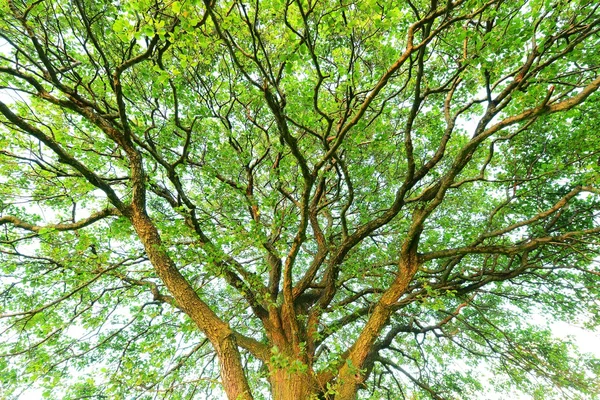 Huge tree canopy