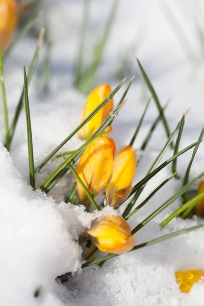 Yellow crocuses in the snow