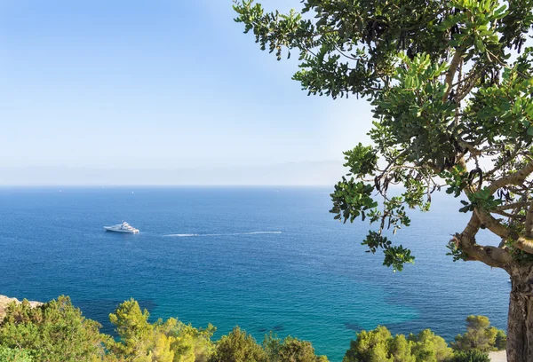 Yacht in the mediterranean turquoise waters of Ibiza and a carob tree
