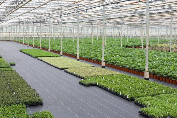 Cultivation of cupressus in a Dutch greenhouse