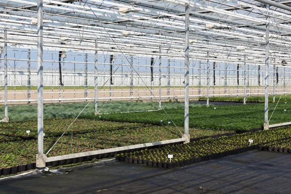 Cultivation of indoor plants in Dutch greenhouse