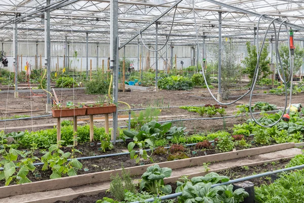 Greenhouse with several small vegetable gardens