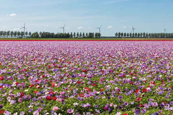 Dutch field with purple blooming anemones