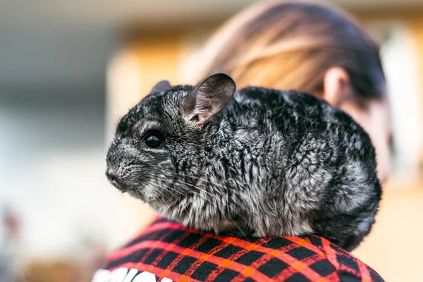 Chinchilla sitting on the shoulder