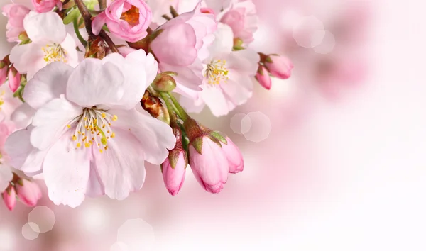 Spring flowers background with pink blossom