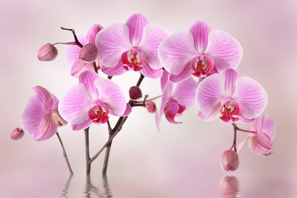 Pink orchids flowers