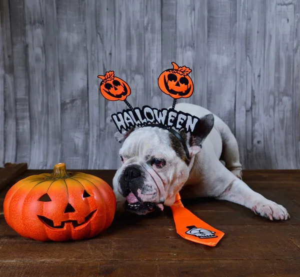 Portrait of french bulldog with Halloween props.