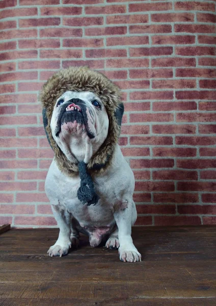 Old French bulldog with a winter hat.