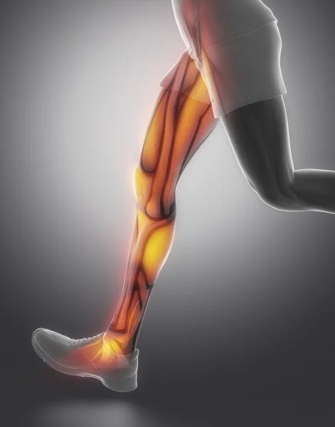 Leg muscle anatomy