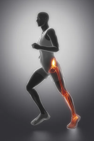 Hip, ankle and knee joint anatomy