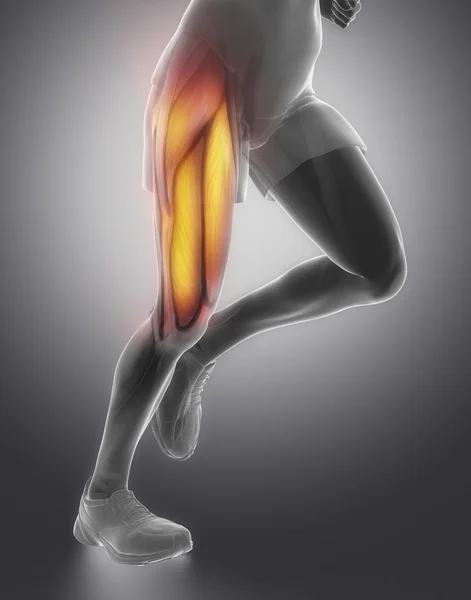 Thigh man\'s muscle anatomy