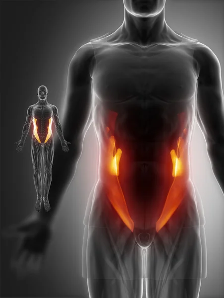 Muscles anatomy map