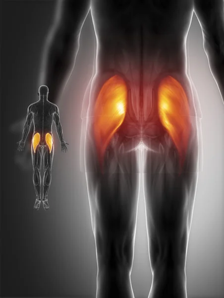 Muscles anatomy map