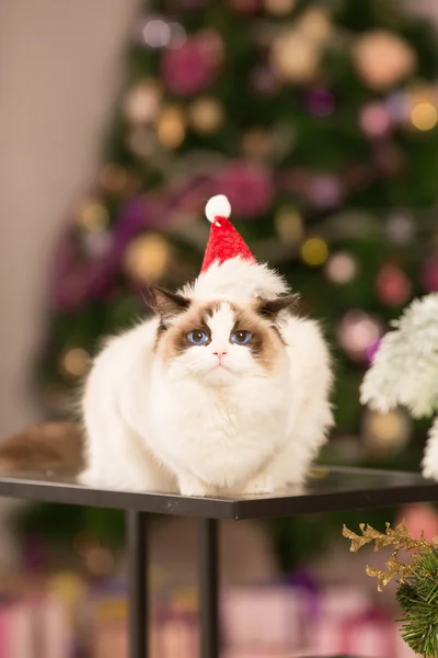 Cat. Christmas party, winter holidays cat with gift box. New year cat. christmas tree in interior background.