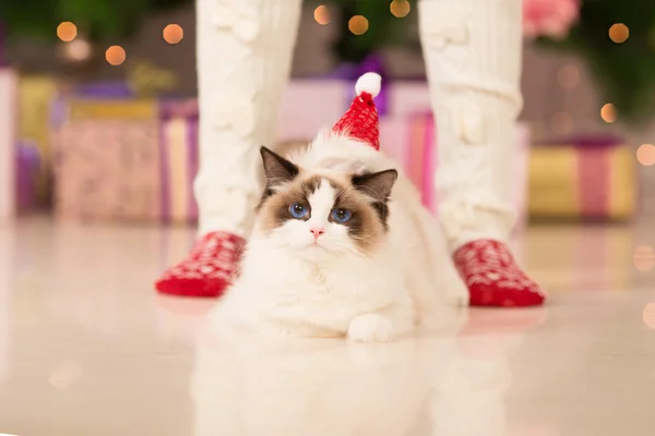 Cat. Christmas party, winter holidays cat with gift box. New year cat. christmas tree in interior background.