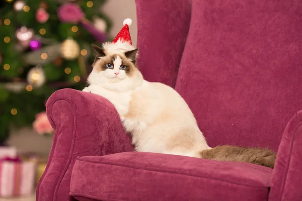 Cat. Christmas party, winter holidays cat with gift box. New year cat. christmas tree in interior background.