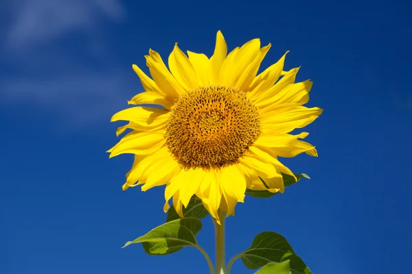 Summer scene about  sunflower.  Summer flower background.