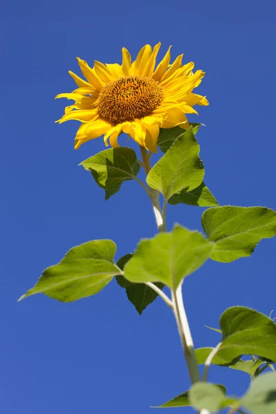 Summer scene about  sunflower.  Summer flower background.