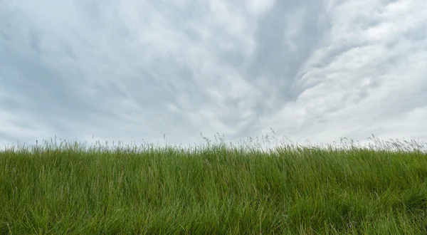 Green grass under grey sky