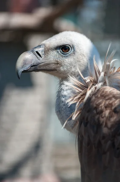 Griffon vulture (Gyps himalayensis) head and neck