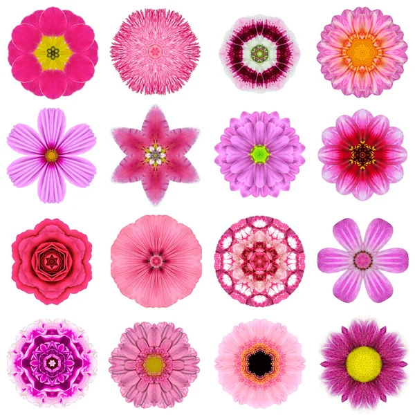Collection Various Purple Concentric Flowers Isolated on White