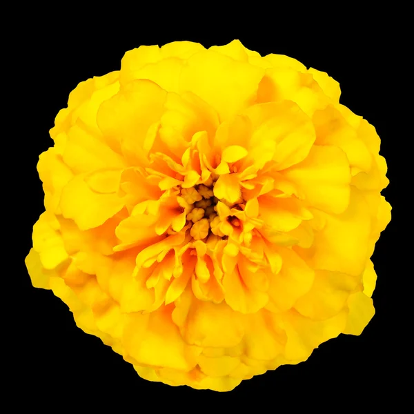 Yellow Marigold Wild Flower Isolated on Black Background