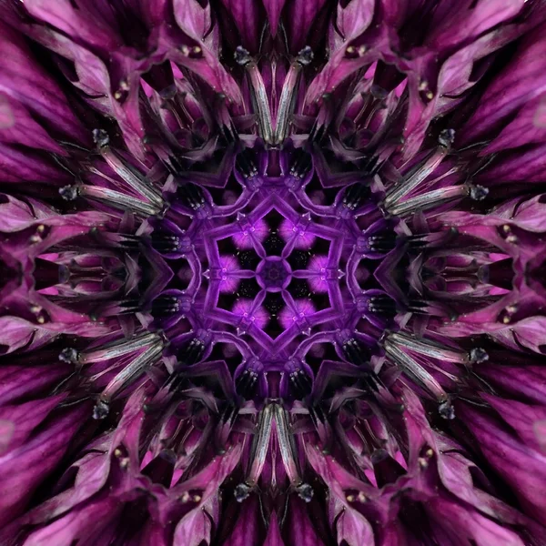 Purple Mandala Flower Center. Concentric Kaleidoscope Design