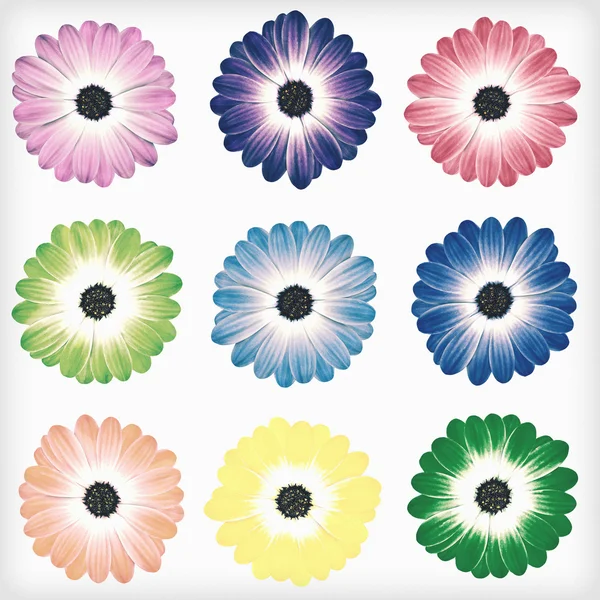 Daisy Flowers Isolated Retro Vintage Style